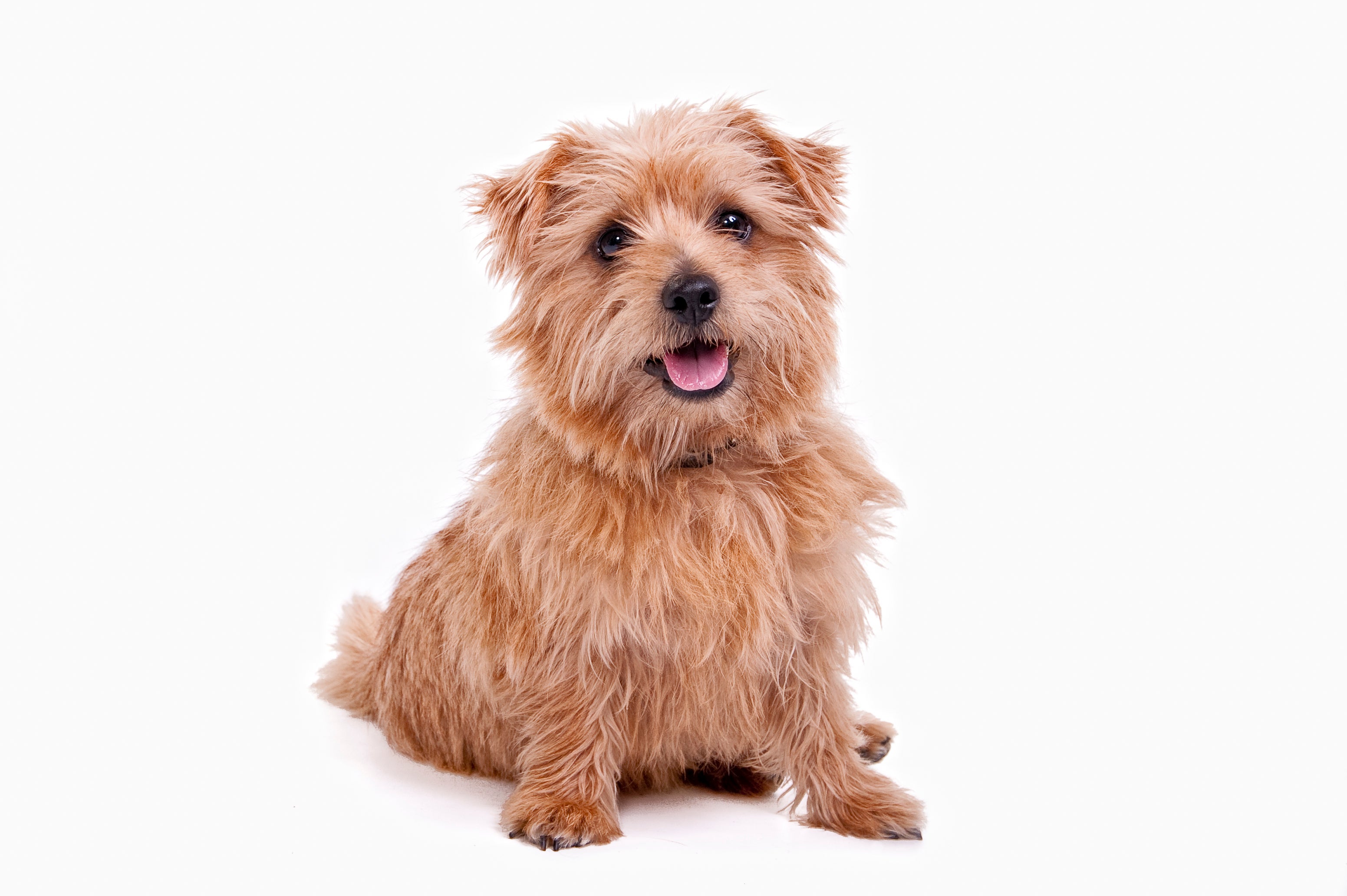 Norfolk Terrier Dog Breed Adoption Information Petfinder